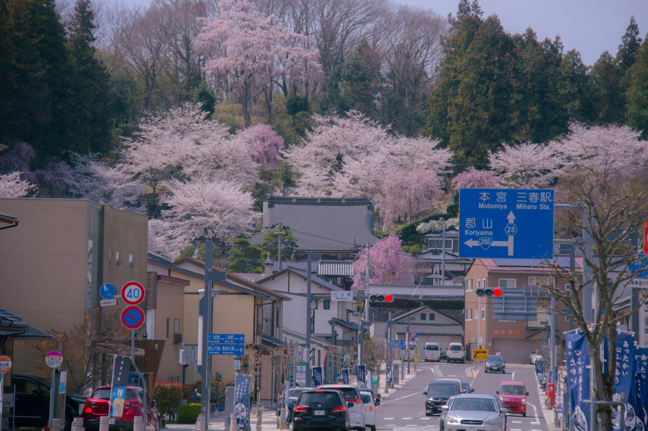 約１万本の桜が咲き誇る自然に囲まれた生活