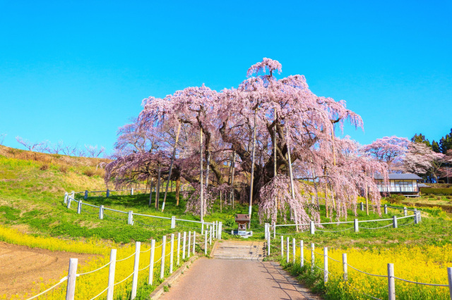 三春町