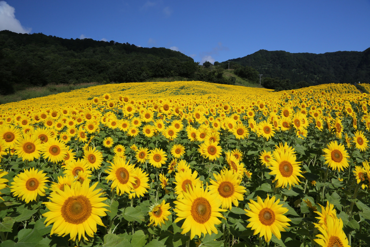 花でもてなす喜多方