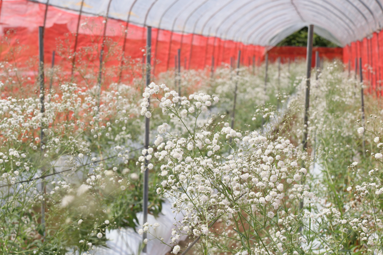 「からむし織」と「カスミソウ」の村。移住者多数の農業の生活。