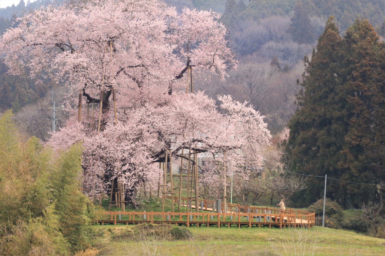 戸津辺の桜