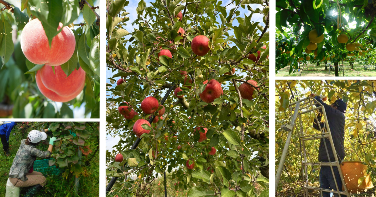 果樹農家で農作業体験してみませんか?