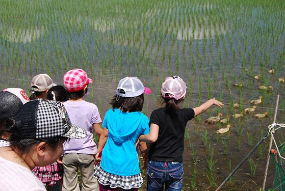 アイガモは子どもたちにも大人気