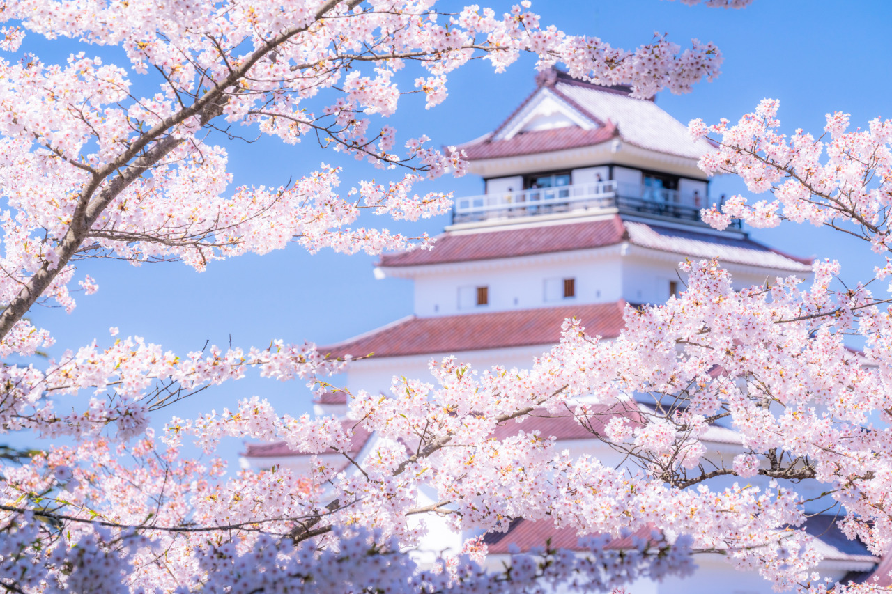 桜満開・鶴ヶ城