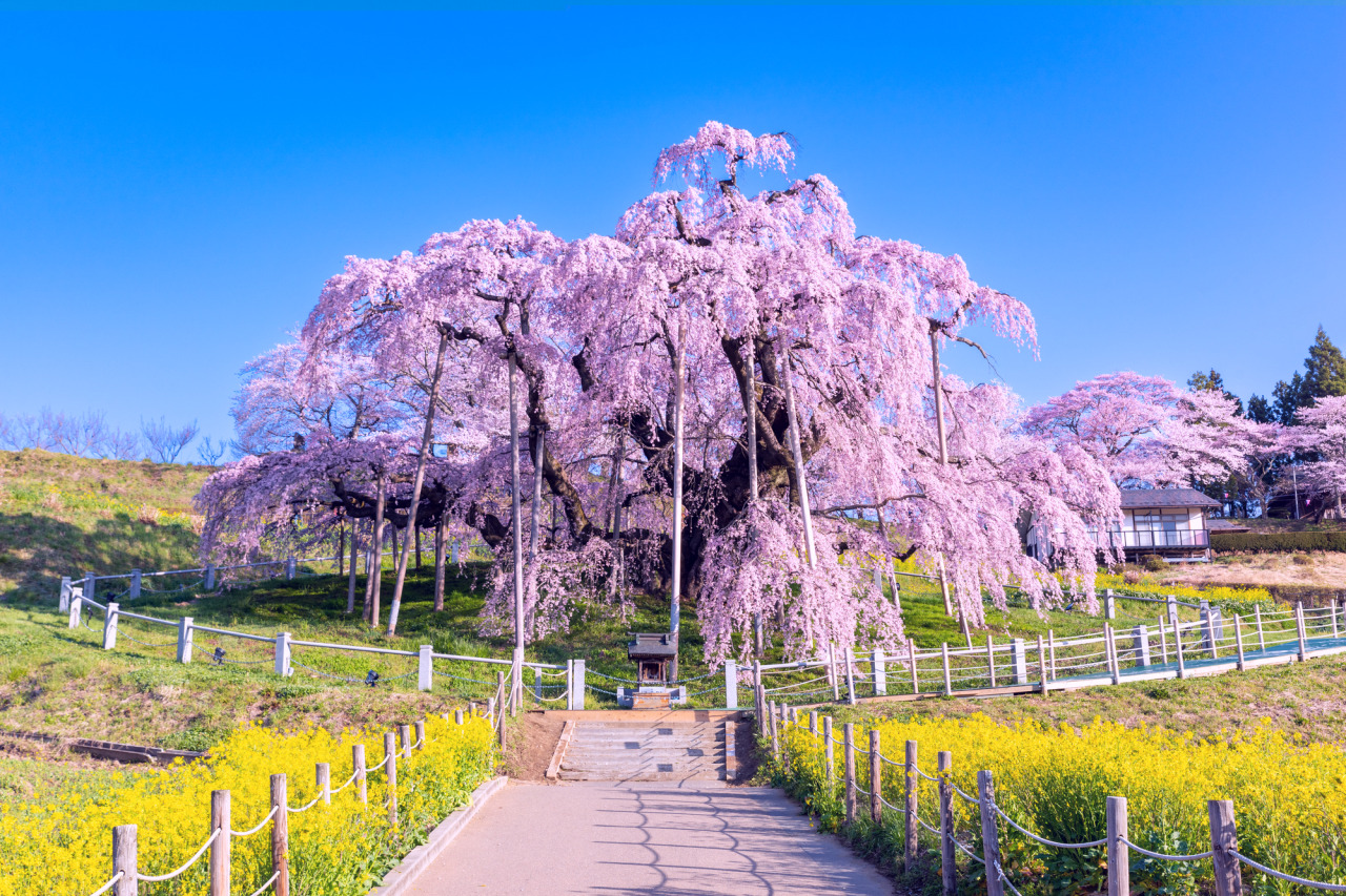 日本三大桜・三春滝桜